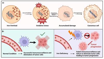 Iron and cancer: overview of the evidence from population-based studies